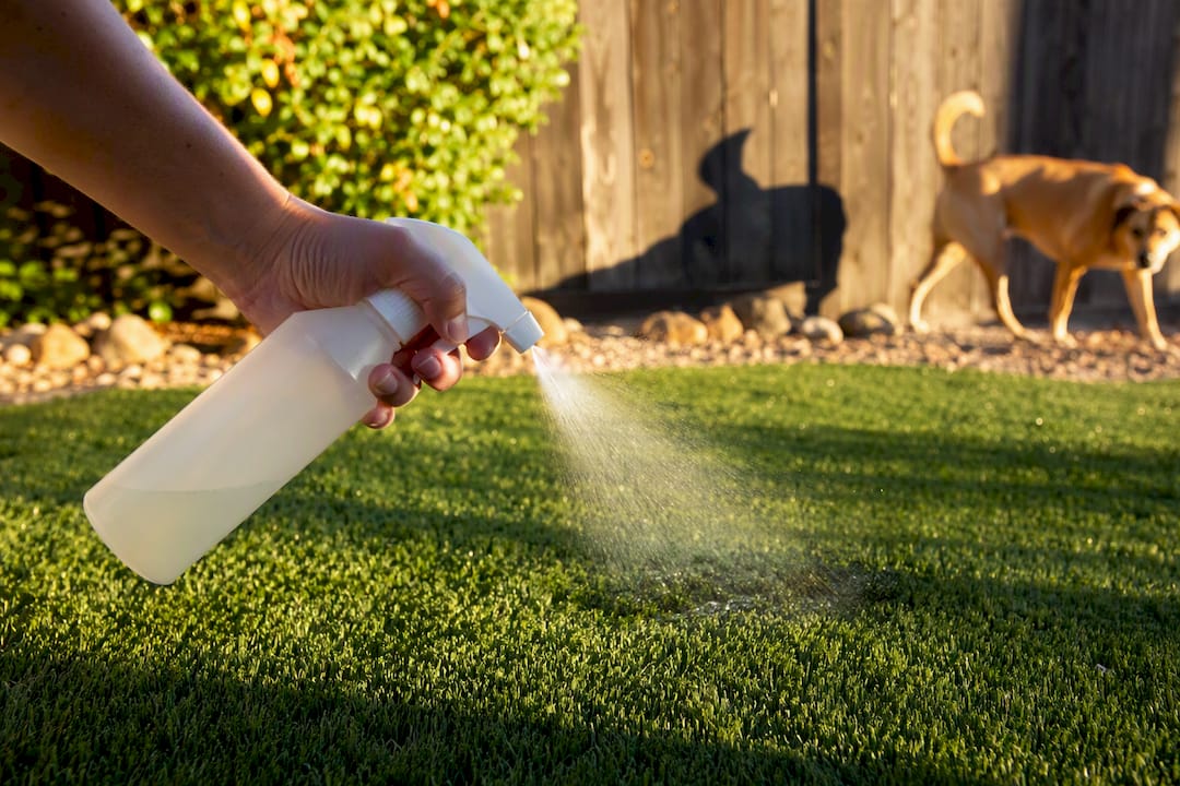 Hand spraying enzymatic cleaner on artificial grass at dusk