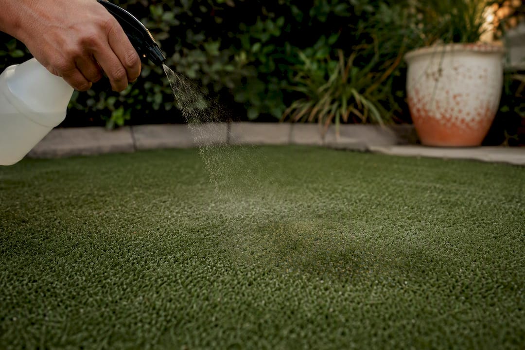 Hand spraying enzyme cleaner on synthetic grass